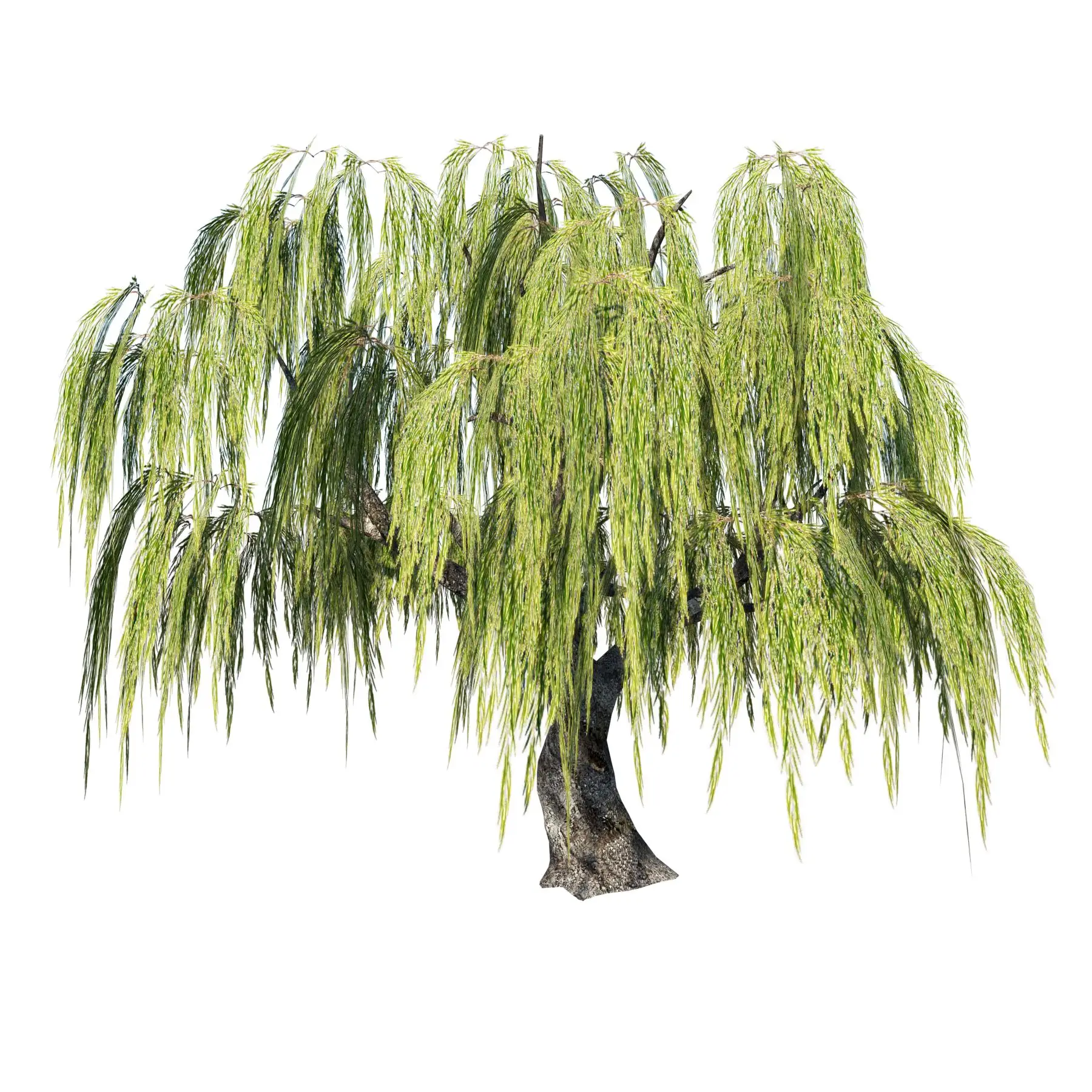 front view of weeping willow